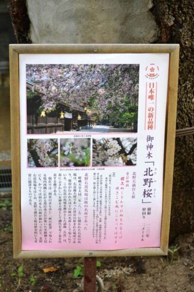 北野桜の案内板