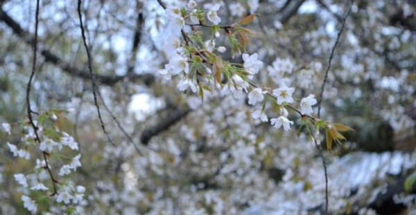 北野桜（社務所前）　五分咲き　2017年4月19日（平年4月15日相当）　撮影：MKタクシー