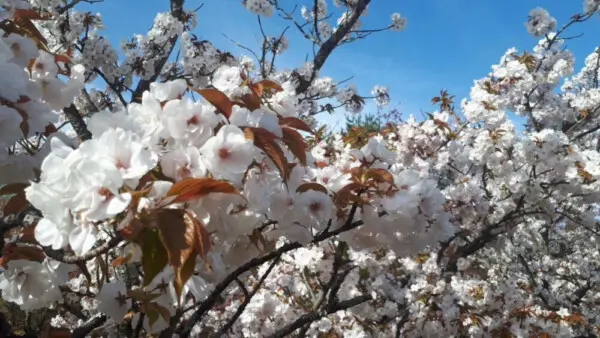 桜 見頃 御室 仁和寺の御室桜2021。見ごろや開花状況。