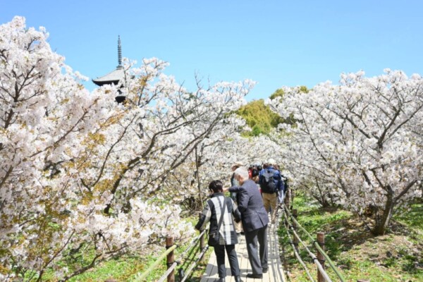 仁和寺の御室桜　見頃　2021年4月5日　撮影：MKタクシー