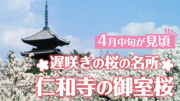 御室桜が美しい京都を代表する遅咲き桜の名所である仁和寺の桜