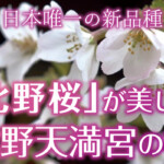北野天満宮に咲く日本唯一の品種である遅咲き桜の「北野桜」とは