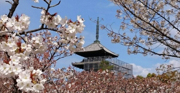 御室桜　七分咲き　2019年4月12日（平年4月10日相当）　撮影：MKタクシー