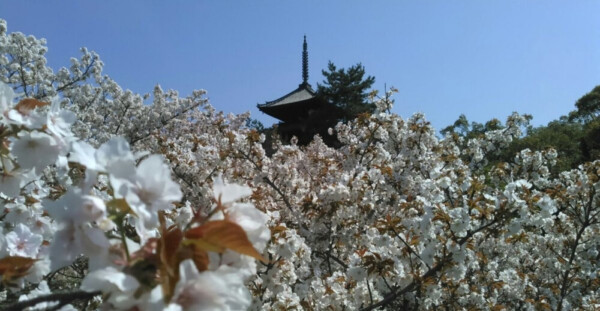 仁和寺・五重塔と御室桜　満開　2016年4月12日（平年4月14日相当）　撮影：MKタクシー