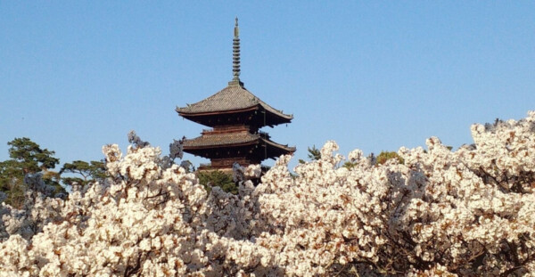 御室桜　満開　2014年4月15日（平年4月15日相当）　撮影：MKタクシー