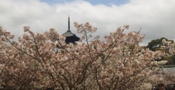 御室桜　散りはじめ　2012年4月21日（平年4月16日相当）　撮影：MKタクシー
