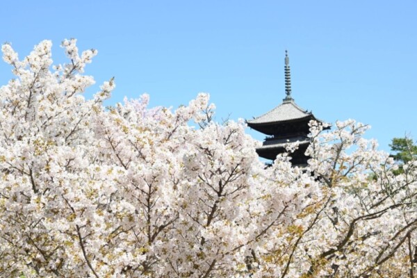 御室桜　満開　2021年4月5日（平年4月13日相当）　撮影：MKタクシー