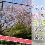 京都の桜も新緑もオンラインで楽しめる！MKタクシーのインスタ＆YouTubeライブ
