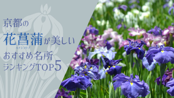 京都の花菖蒲（ハナショウブ）が美しいおすすめ名所５選