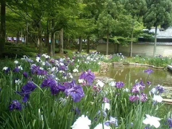 京都の花菖蒲 ハナショウブ が美しいおすすめ名所ランキングtop5 Mkメディア