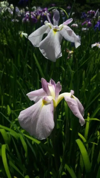 京都の花菖蒲 ハナショウブ が美しいおすすめ名所ランキングtop5 Mkメディア