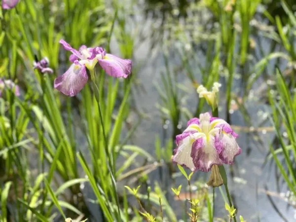 京都の花菖蒲 ハナショウブ が美しいおすすめ名所ランキングtop5 Mkメディア