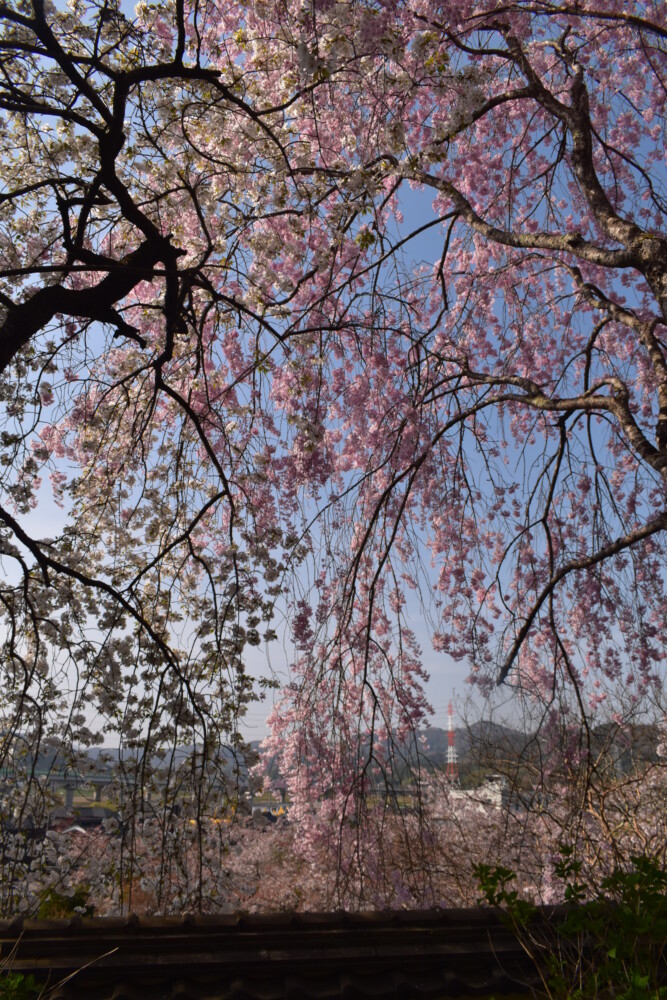 丹州観音寺の梅　2022年4月10日　撮影：MKタクシー