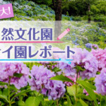 ひと目10万本！西日本最大の舞鶴自然文化園のアジサイ園レポート