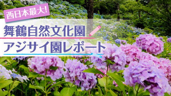 ひと目10万本！西日本最大の舞鶴自然文化園のアジサイ園レポート