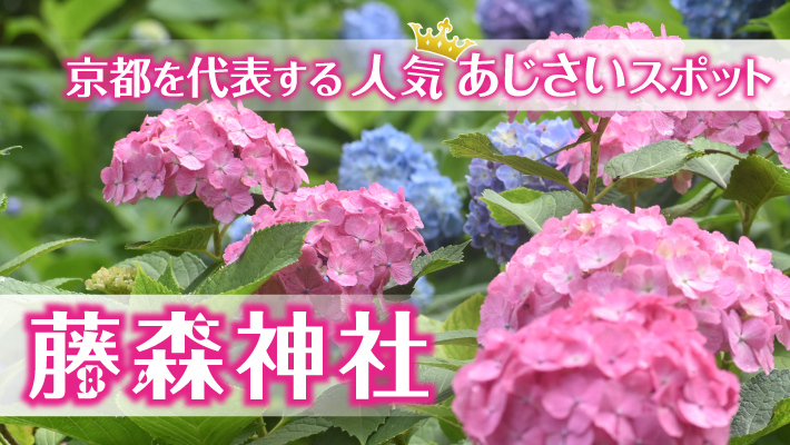 京都を代表する人気あじさいスポット「藤森神社」が誇る紫陽花苑