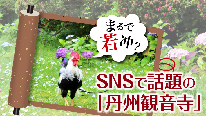 まるで若冲?美しいあじさいとニワトリがSNSで話題の「丹州観音寺」