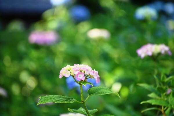 藤森神社　第一紫陽花苑　咲きはじめ　2021年5月31日　撮影：MKタクシー