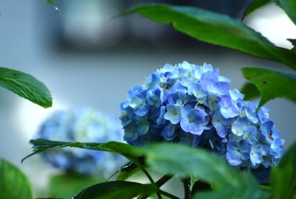 第一紫陽花苑　咲きはじめ　2021年5月31日　撮影：MKタクシー