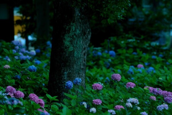 藤森神社　第一紫陽花苑　見頃　2020年6月21日　撮影：MKタクシー