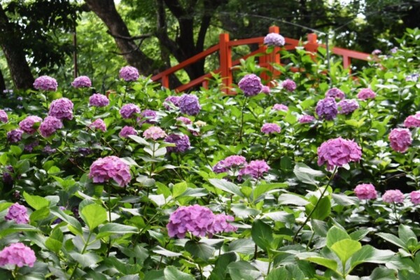 藤森神社　第二紫陽花苑　見頃　2020年6月22日　撮影：MKタクシー