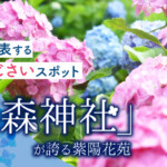 京都を代表する人気あじさいスポット「藤森神社」が誇る紫陽花苑