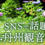 京都福知山の「丹州観音寺」のあじさいがSNSで話題！まるで若冲のようなニワトリとの光景