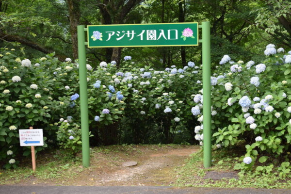 舞鶴自然文化園　アジサイ園の入口　2018年6月18日　撮影：MKタクシー