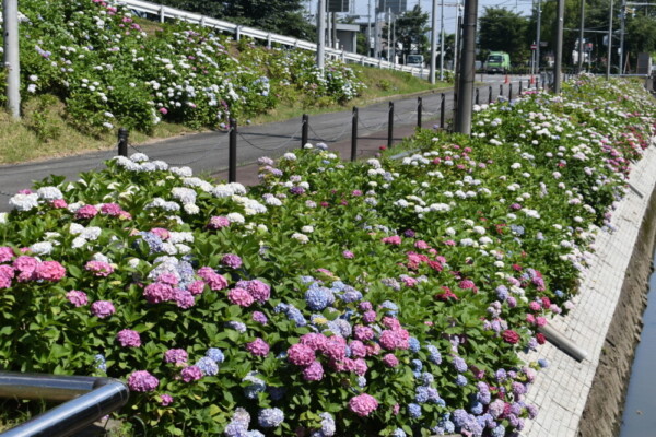 京都市南部クリーンセンター　アジサイの小径　2021年6月9日　撮影：MKタクシー
