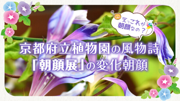 えっこれが朝顔？京都府立植物園の夏の風物詩「朝顔展」の変化朝顔