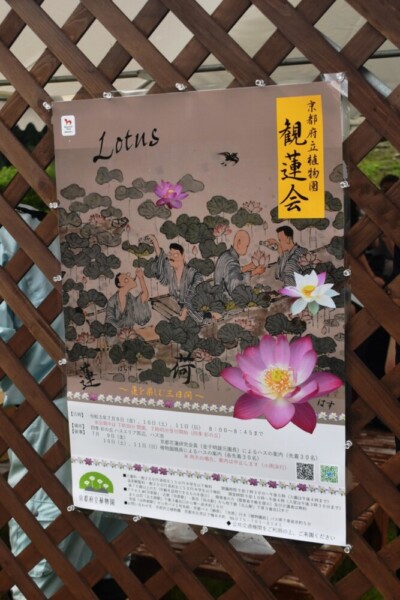 京都府立植物園の観蓮会　2021年7月10日　撮影：MKタクシー
