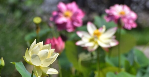 京都府立植物園・四季彩の丘の蓮　咲き始め　2019年6月13日　撮影：MKタクシー