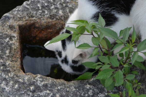 猫も水分補給は欠かせない　撮影：MKタクシー