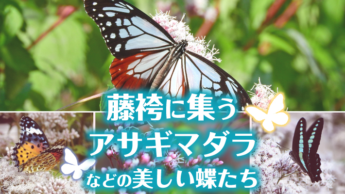 藤袴 フジバカマ に集うアサギマダラやツマグロヒョウモンなどの蝶 Mkメディア