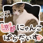 第3回！MKタクシーで京都の猫スポットを巡るツアーレポート！京都にゃんこぱらだいす