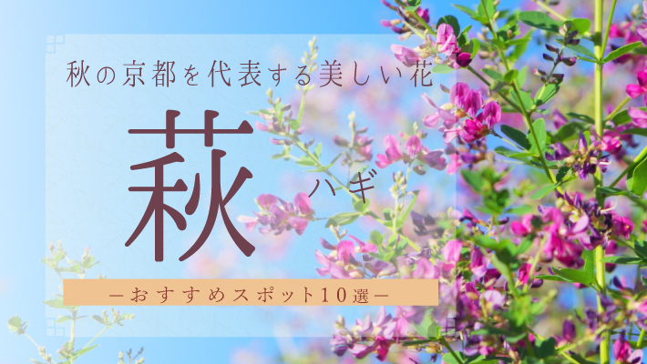 秋の京都を代表する美しい花である萩（ハギ）おすすめスポット10選