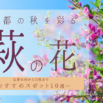 秋を京都を彩る「萩の花」定番名所から穴場までおすすめスポット10選