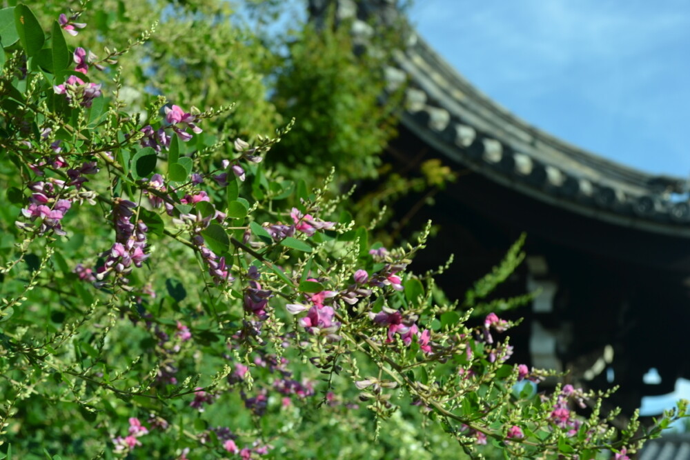 法住寺の萩　咲き始め　2017年9月13日　撮影：MKタクシー