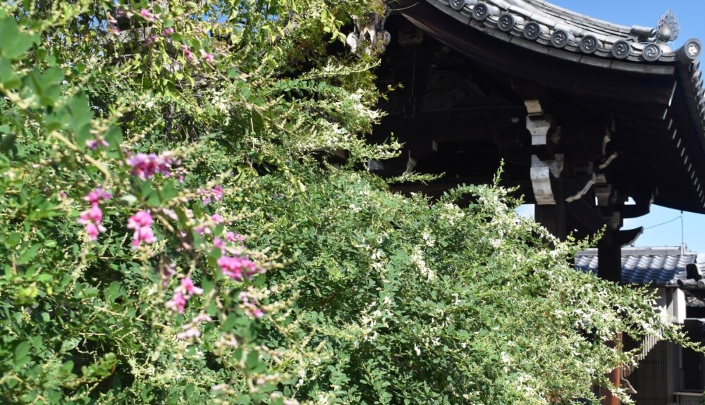 法住寺の萩　咲き始め　2020年9月19日　撮影：MKタクシー