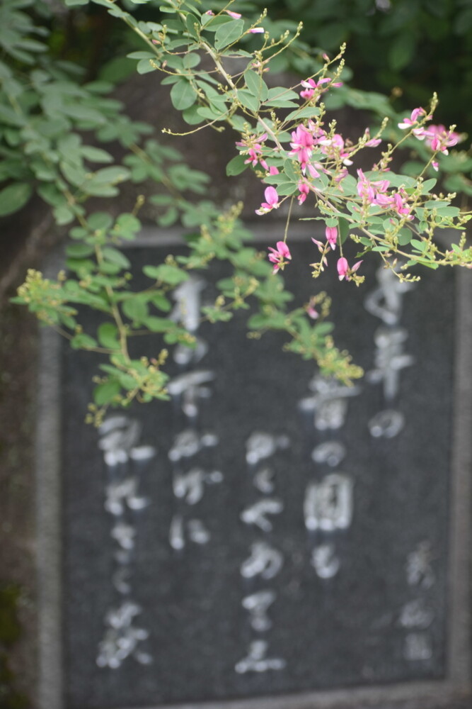 梨木神社の萩と湯川秀樹歌碑　五分咲き　2021年9月15日　撮影：MKタクシー