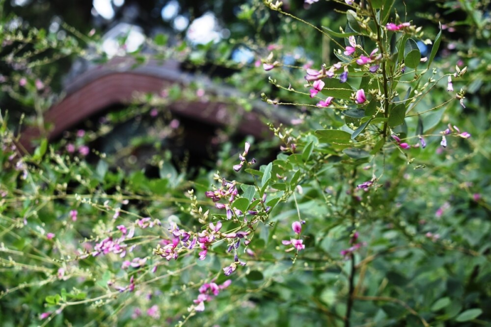 梨木神社の萩　咲き始め　2020年9月19日　撮影：MKタクシー