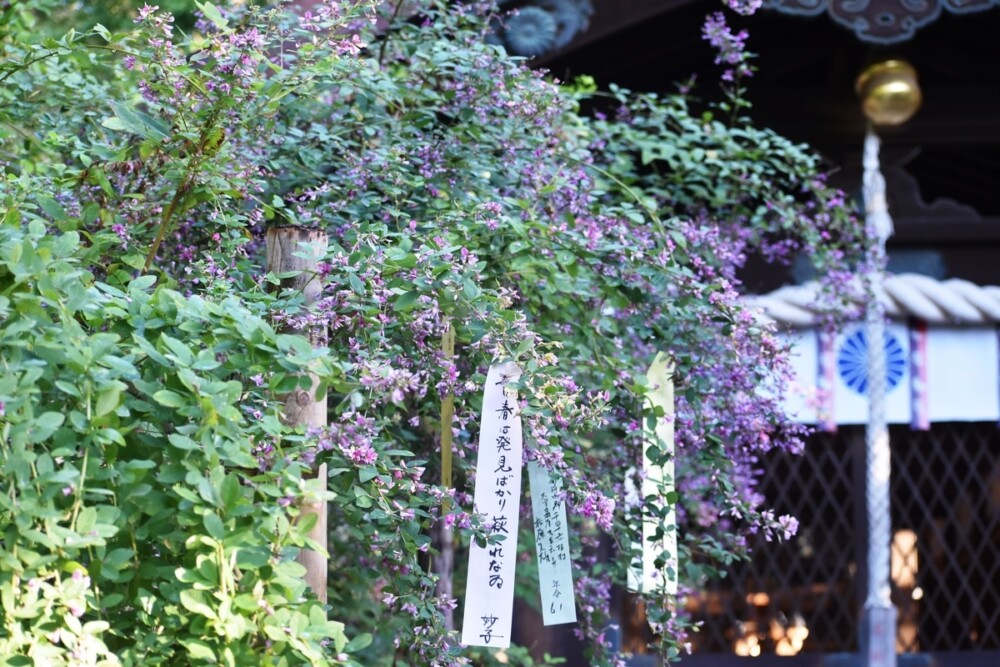 梨木神社の萩　五分咲き　2018年9月28日　撮影：MKタクシー