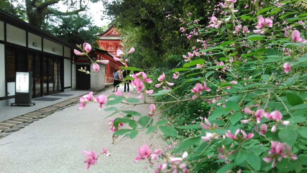 下鴨神社の萩　咲き始め　2015年9月10日　撮影：MKタクシー