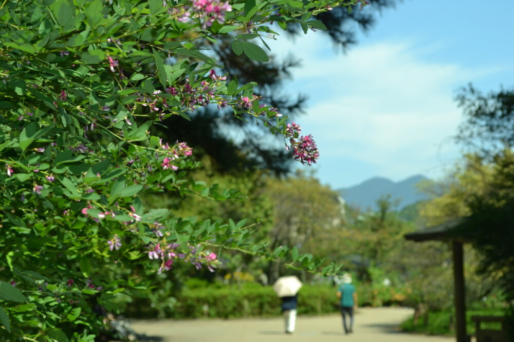 京都府立植物園の萩と横高山　三分咲き　2017年9月25日　撮影：MKタクシー