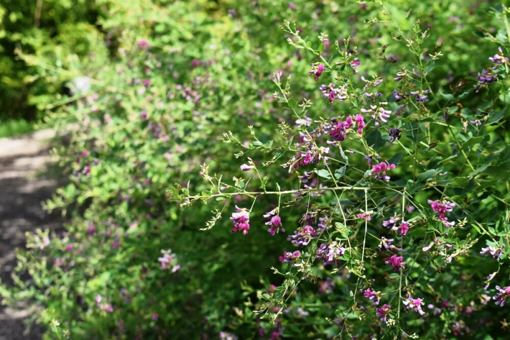 宇治市植物公園の萩　咲きはじめ　2020年9月12日　撮影：MKタクシー