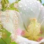 夏に大輪の花を咲かせる、京都の芙蓉（フヨウ）おすすめスポット5選