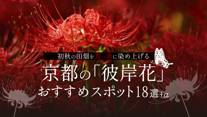京都の「彼岸花」おすすめスポット18選！初秋の田畑を真っ赤に染め上げる