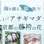 海を越える蝶が集う！美しい「アサギマダラ」と京都の藤袴（フジバカマ）の花