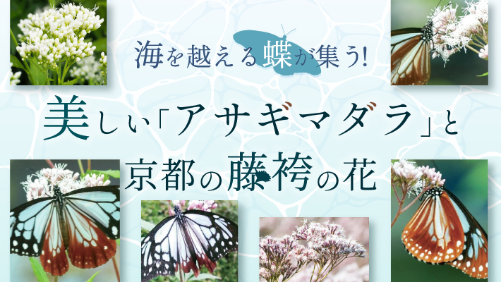 海を越える蝶が集う！美しい「アサギマダラ」と京都の藤袴（フジバカマ
