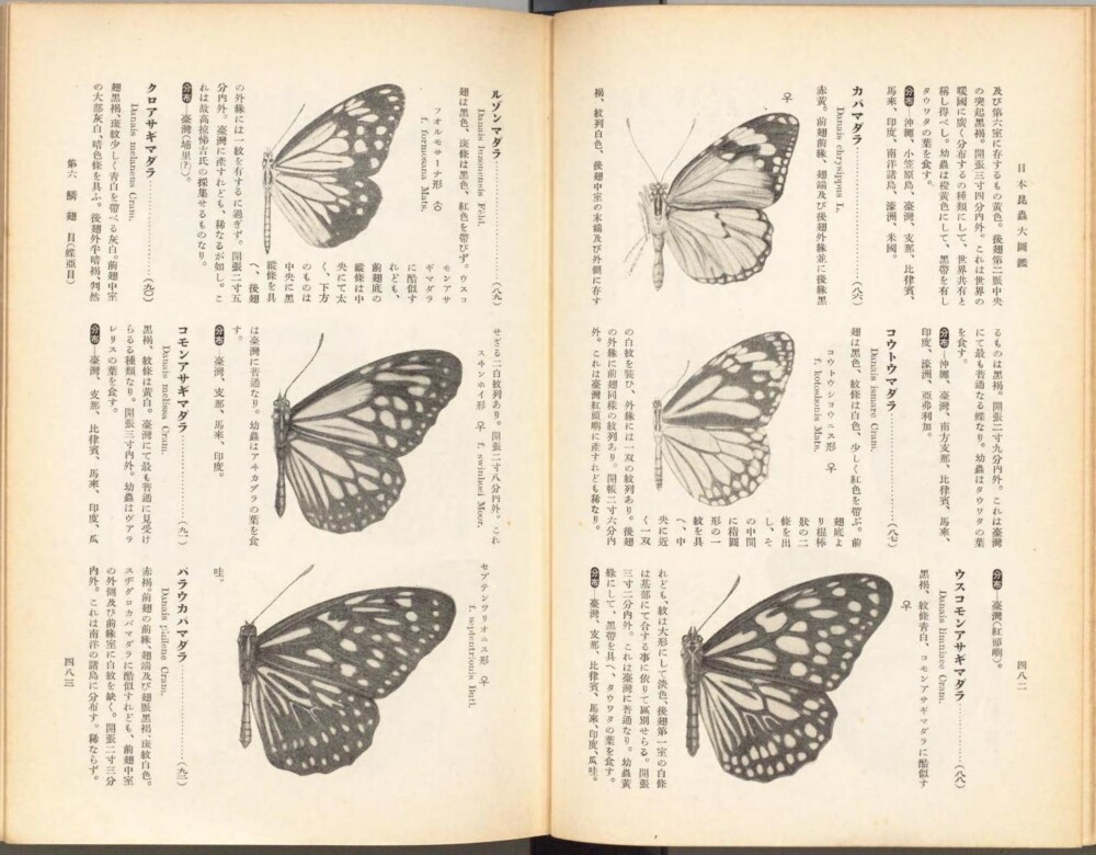 1935年刊行 松村松年「日本昆虫大図鑑」出典：国立国会図書館デジタルコレクション